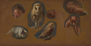 キツネ、メンフクロウ、ピーヘン、青年の頭の研究 作： Jacques Laurent Agasse